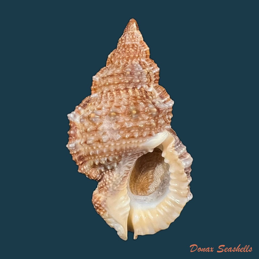 dulcerana-cubaniana-a-dorbigny-1847-29-9mm-copia-1