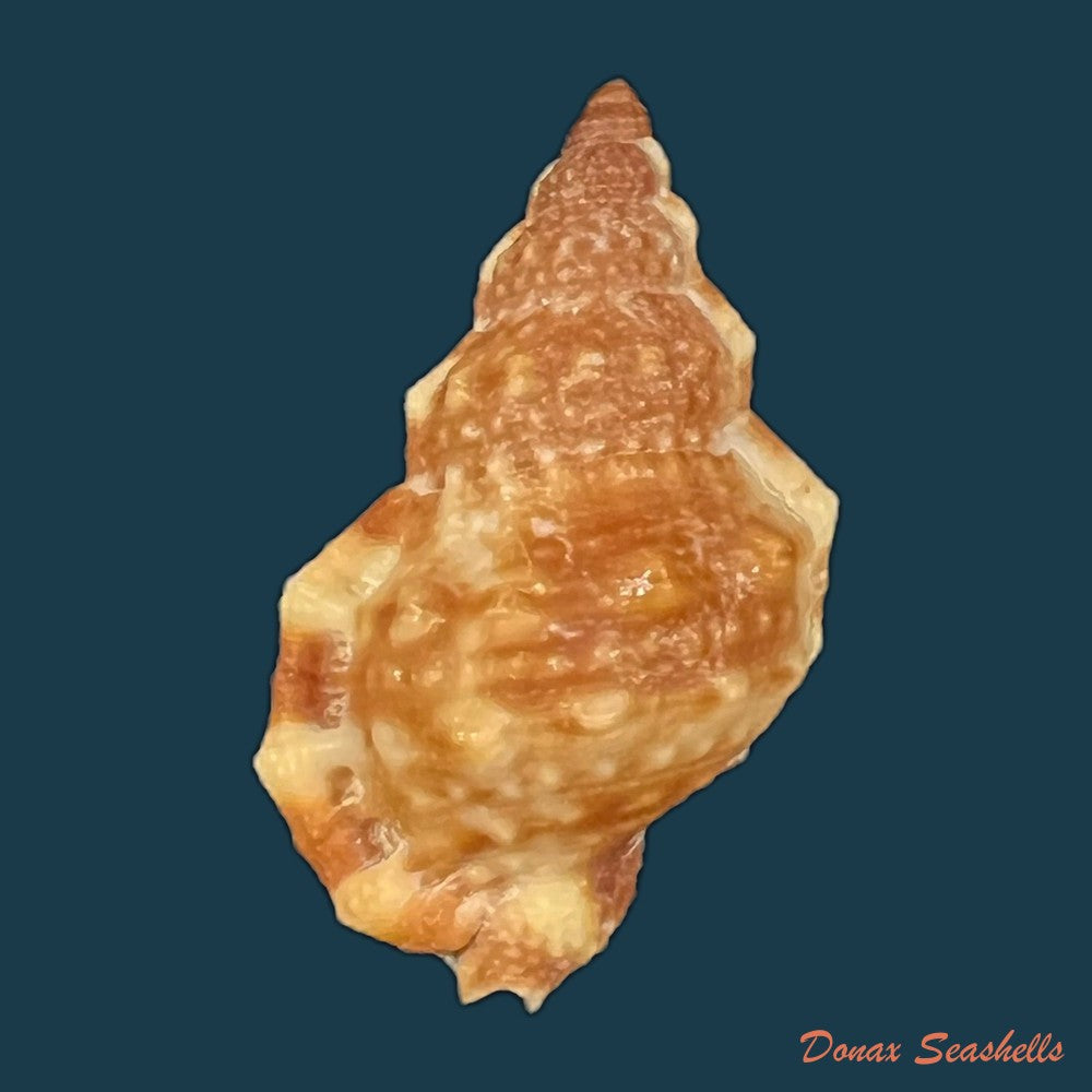 dulcerana-cubaniana-a-dorbigny-1847-30-8mm-copia