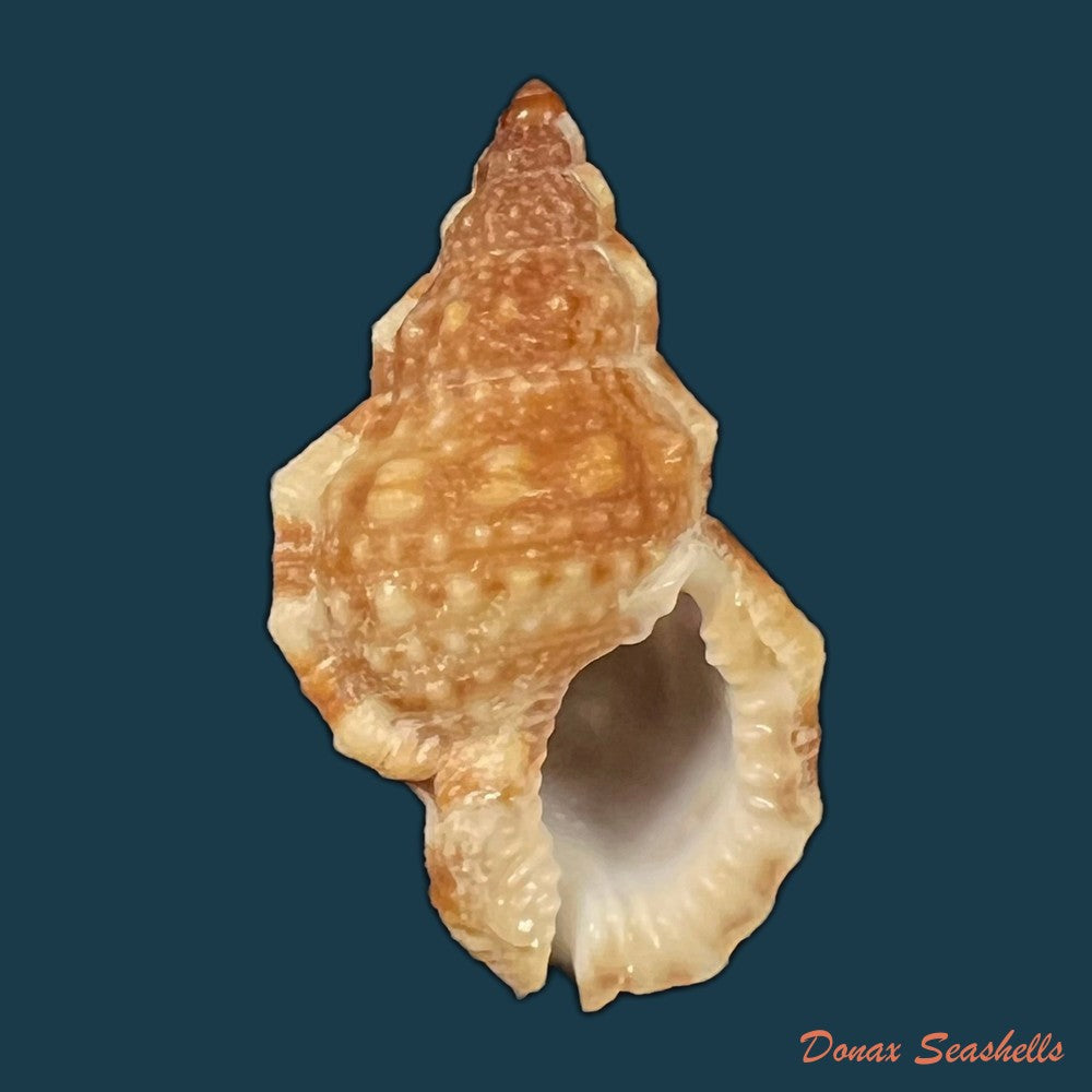 dulcerana-cubaniana-a-dorbigny-1847-30-8mm-copia