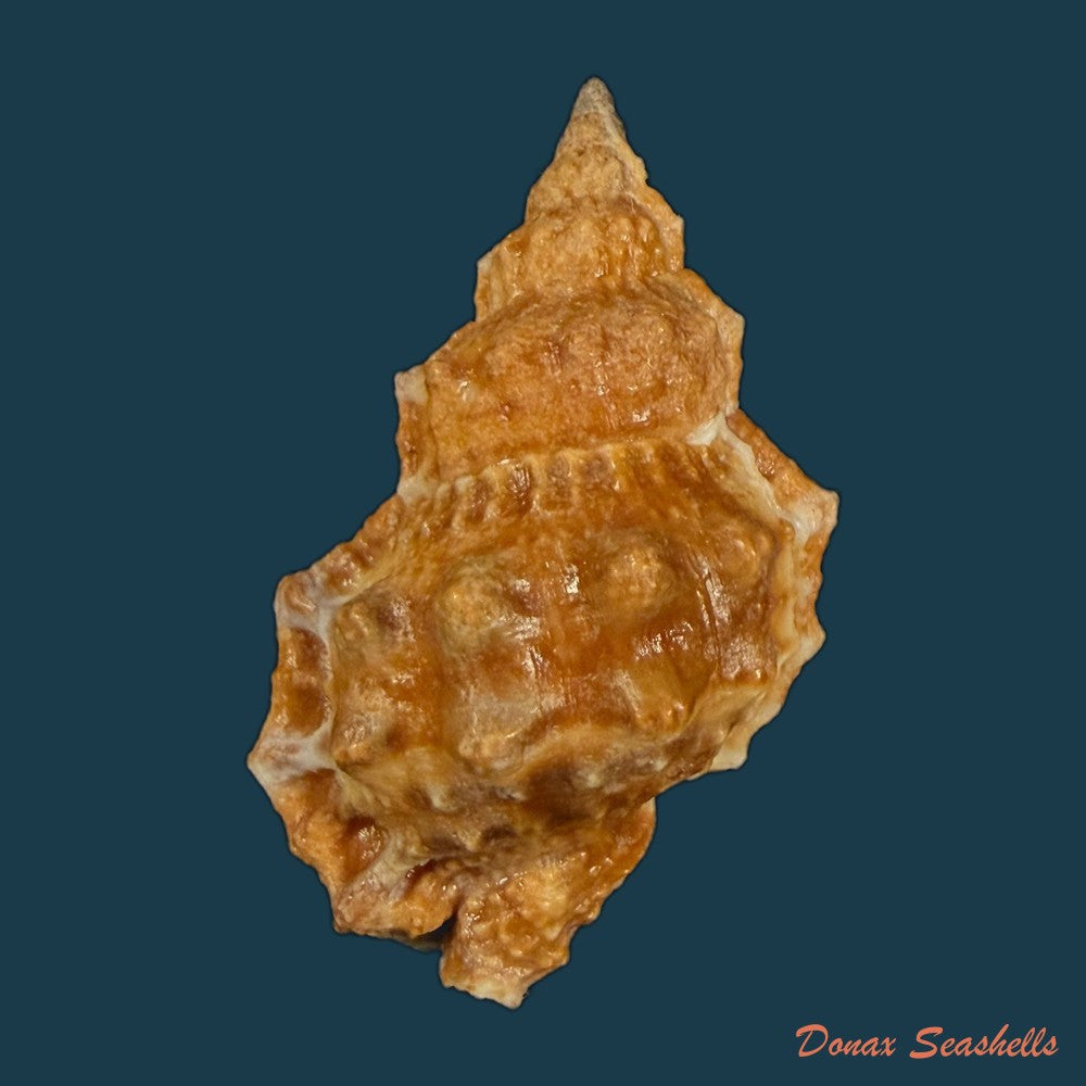 dulcerana-granularis-roding-1798-49-5mm-copia