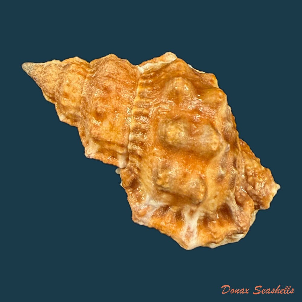 dulcerana-granularis-roding-1798-49-5mm-copia