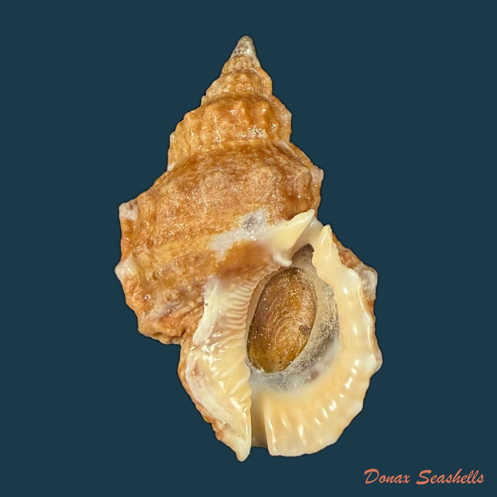 dulcerana-granularis-roding-1798-49-5mm-copia