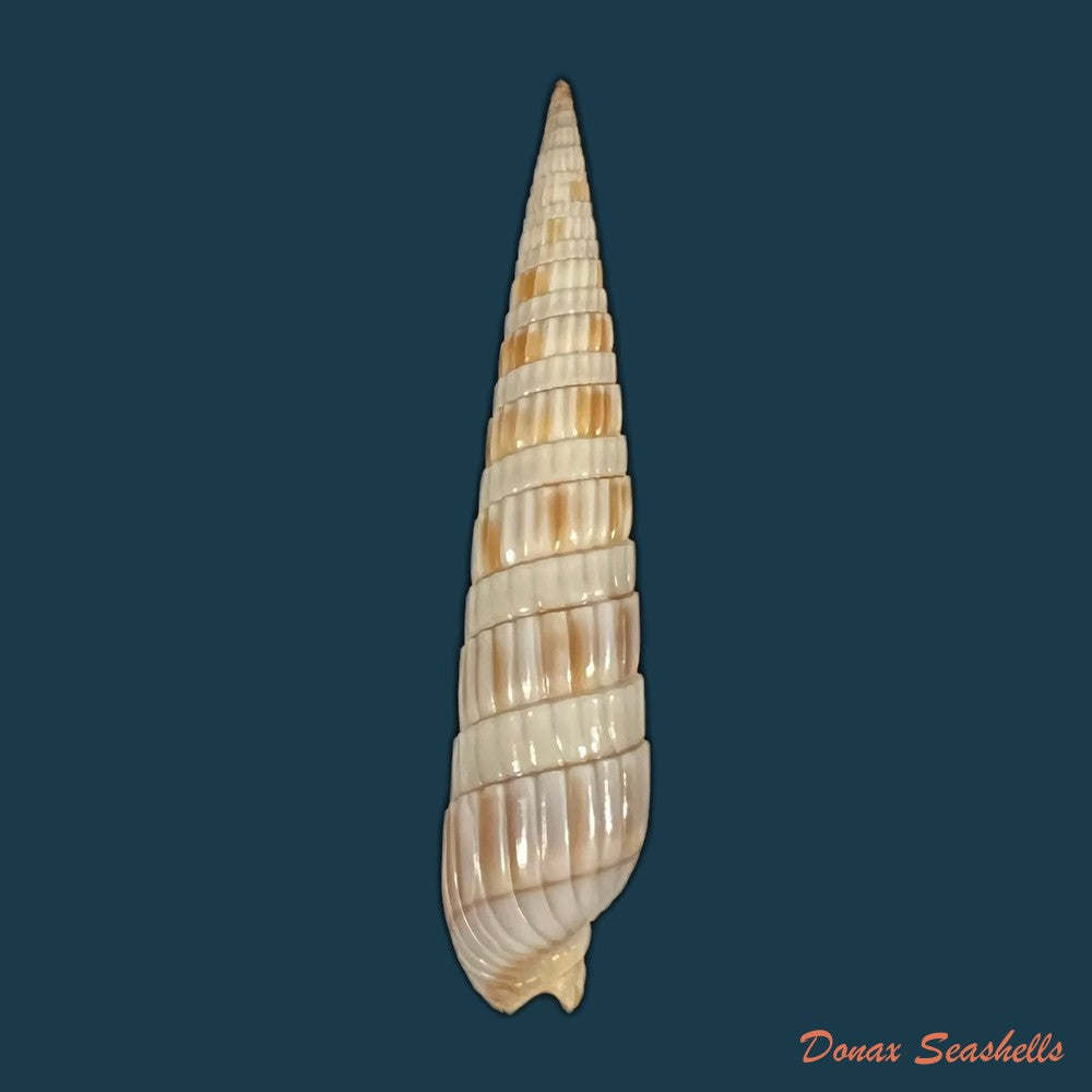duplicaria-duplicata-linnaeus-1758-40-4mm-copia