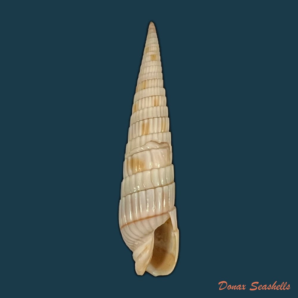 duplicaria-duplicata-linnaeus-1758-44mm-copia