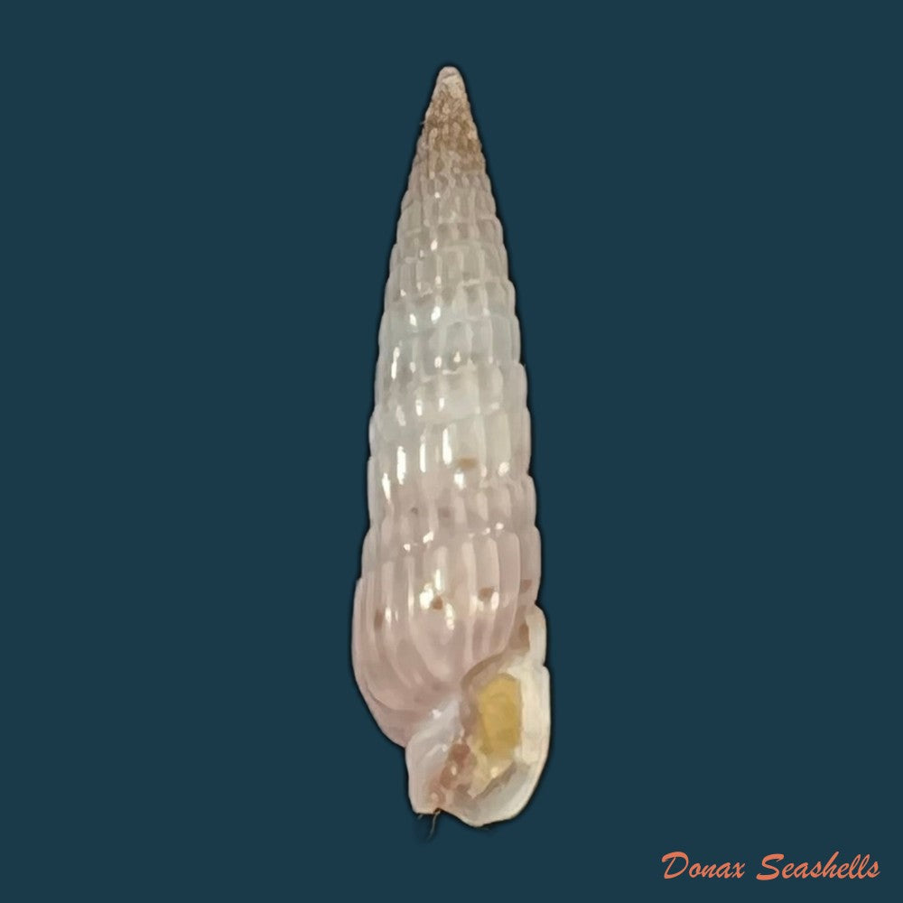 duplicaria-morbida-reeve-1860-16-3mm-copia