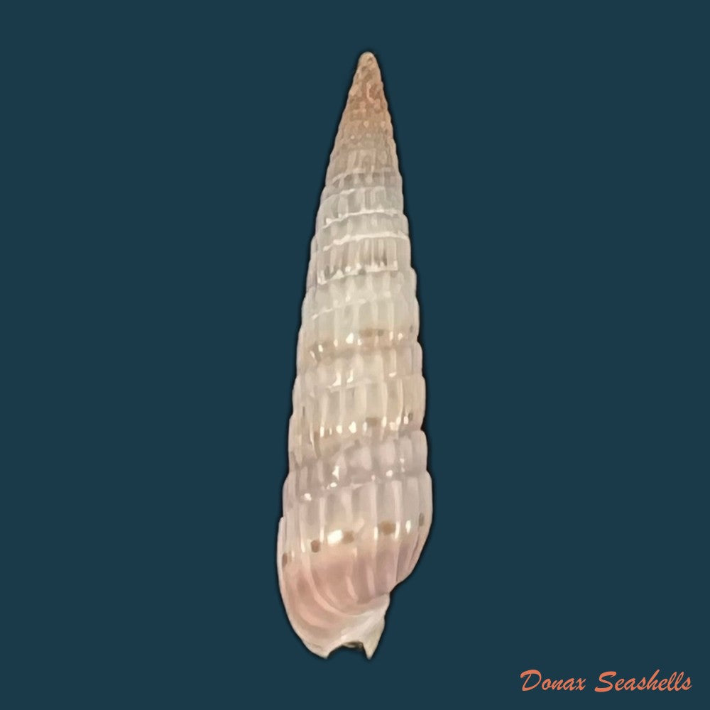 duplicaria-morbida-reeve-1860-16-7mm-copia