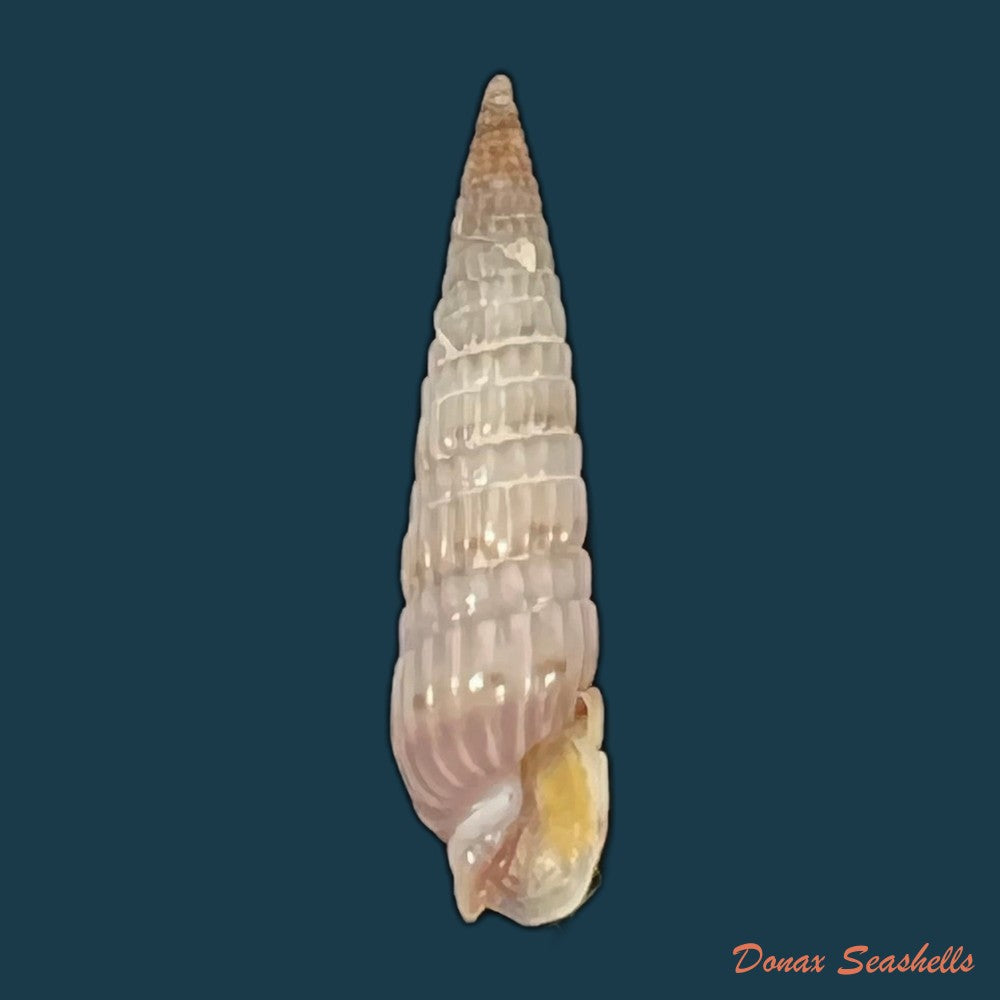 duplicaria-morbida-reeve-1860-16-7mm-copia
