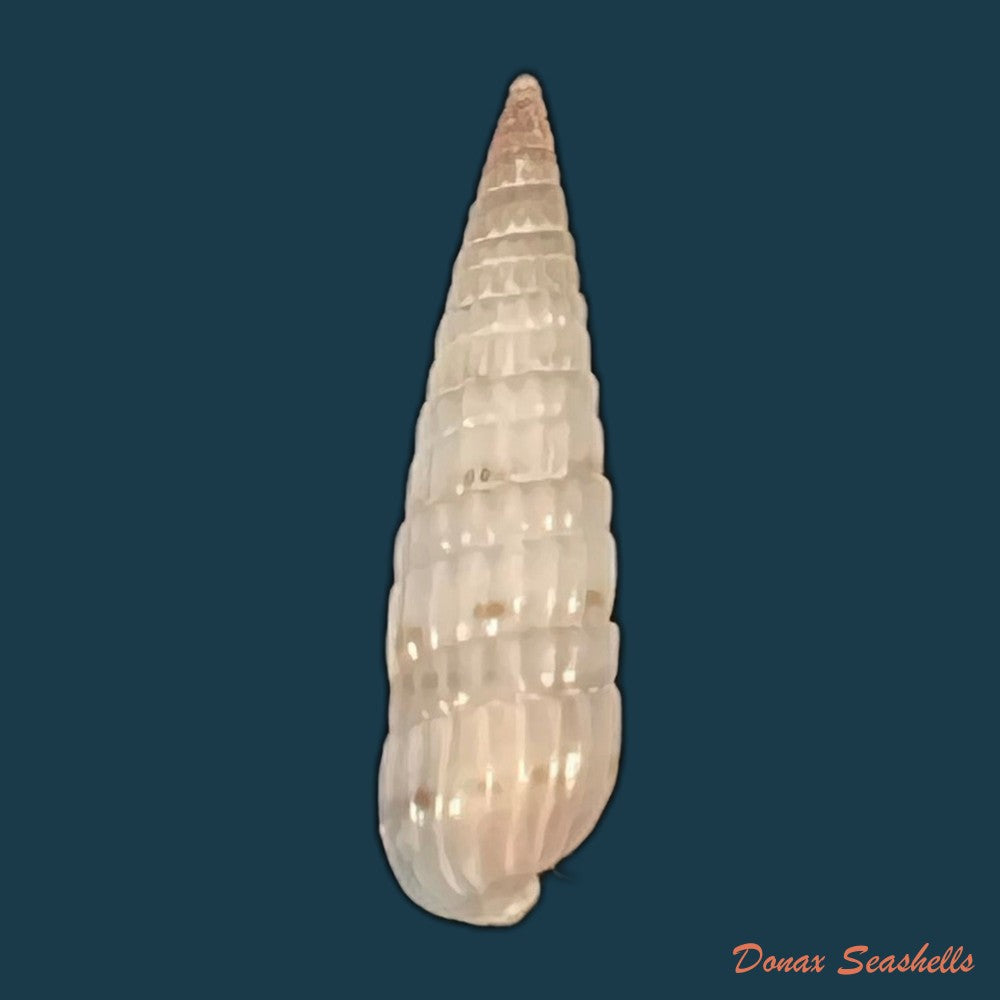 duplicaria-morbida-reeve-1860-17-6mm-copia