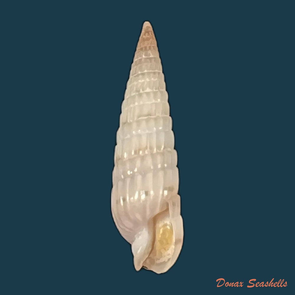duplicaria-morbida-reeve-1860-17-6mm-copia
