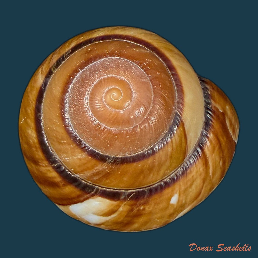 dyakia-salangana-martens-1883-42-1mm-copia