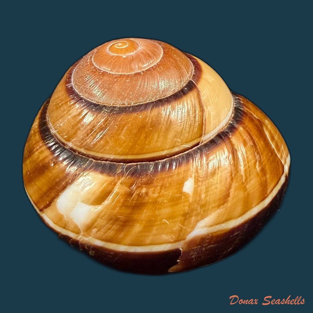 dyakia-salangana-martens-1883-42-1mm-copia