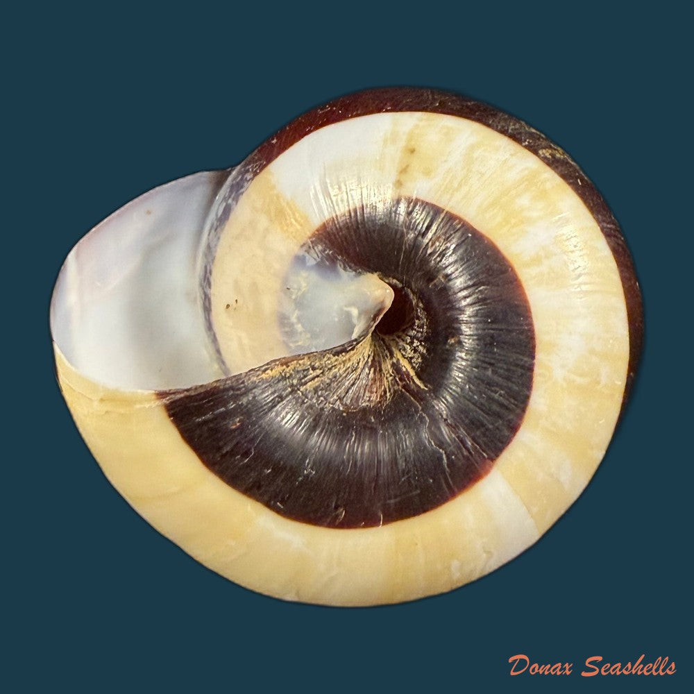 dyakia-salangana-martens-1883-42-1mm-copia