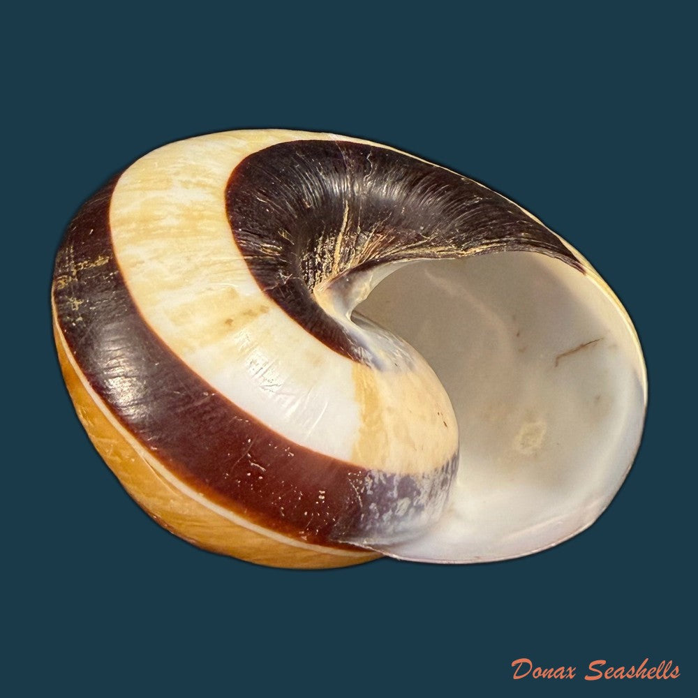 dyakia-salangana-martens-1883-42-1mm-copia