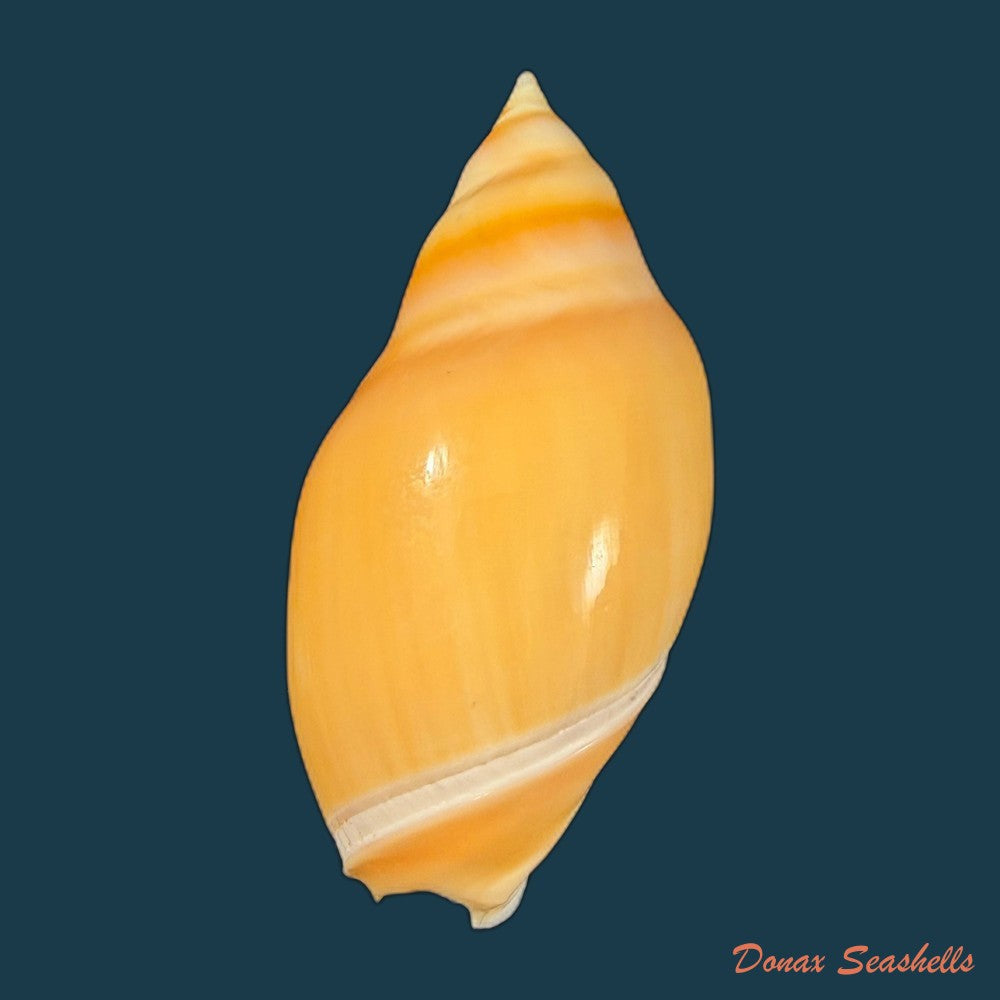 eburna-glabrata-linnaeus-1758-69-5mm-copia