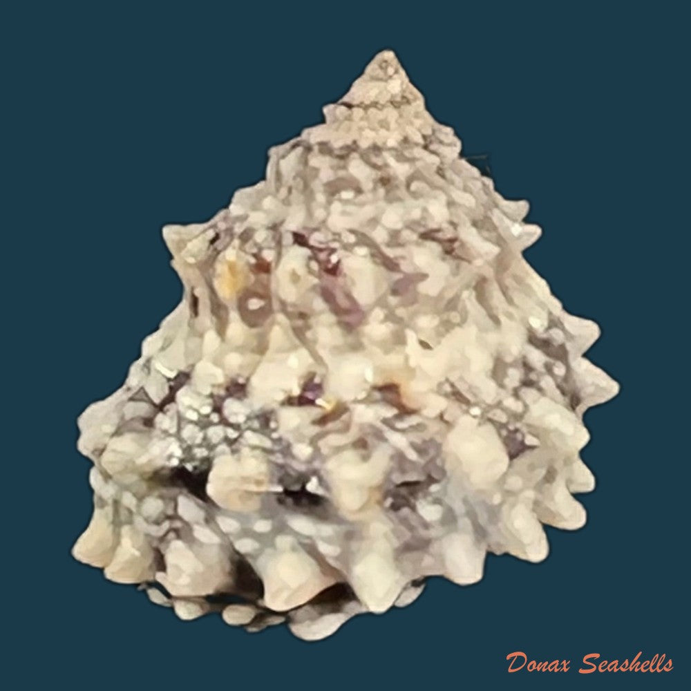 echininus-nodulosus-pfeiffer-1839-14-9mm-copia