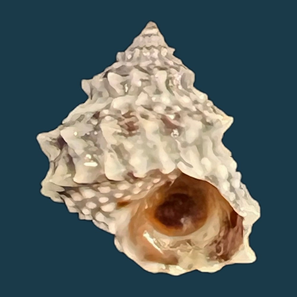 echininus-nodulosus-pfeiffer-1839-14-9mm-copia
