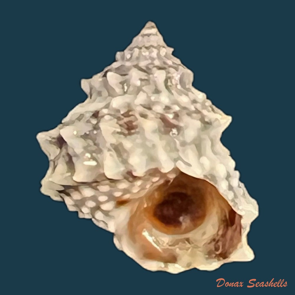 echininus-nodulosus-pfeiffer-1839-14-9mm-copia