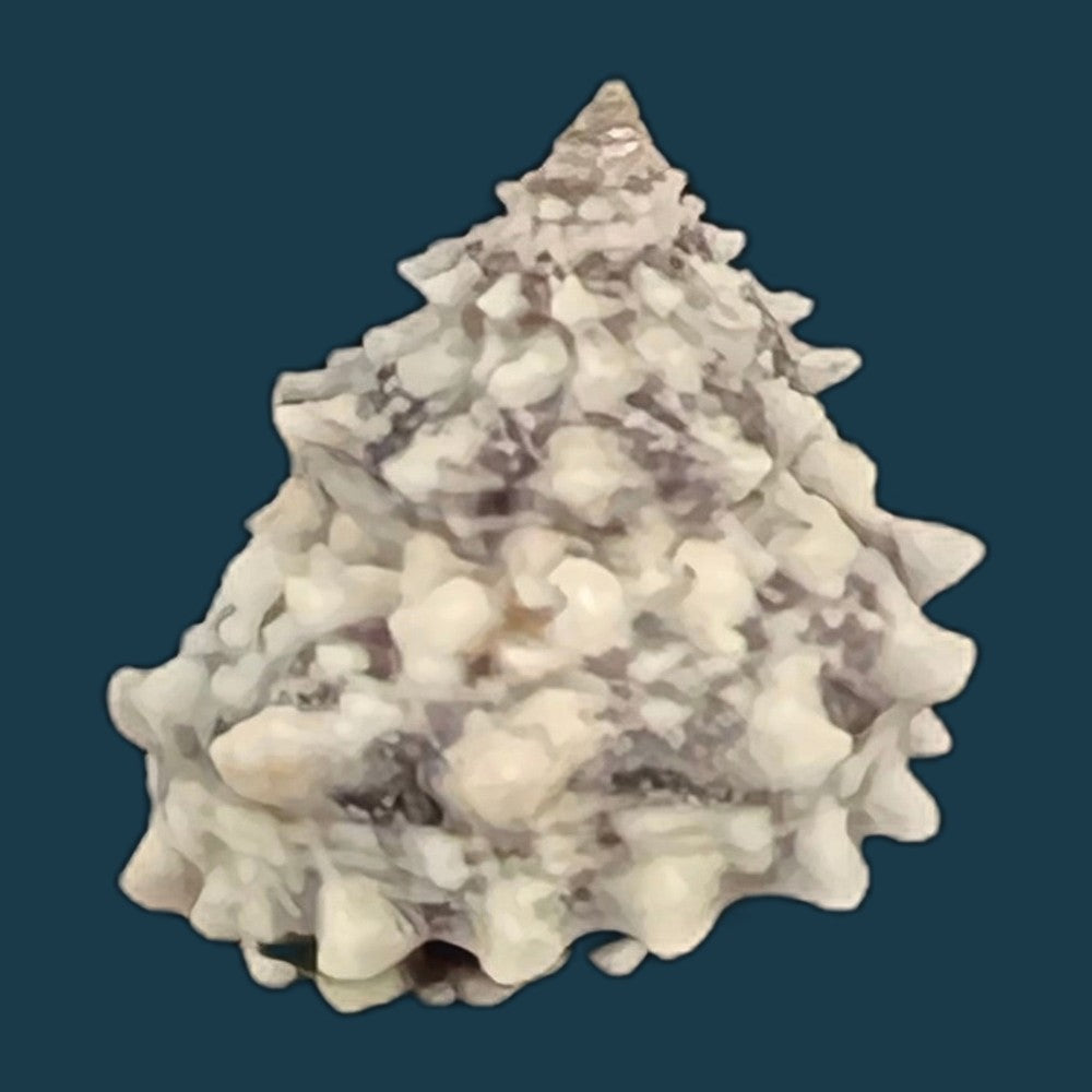 echininus-nodulosus-pfeiffer-1839-15mm-copia
