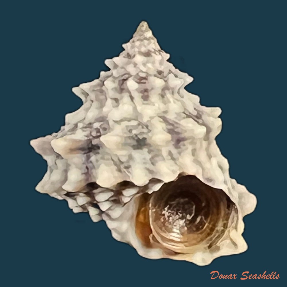 echininus-nodulosus-pfeiffer-1839-15mm-copia