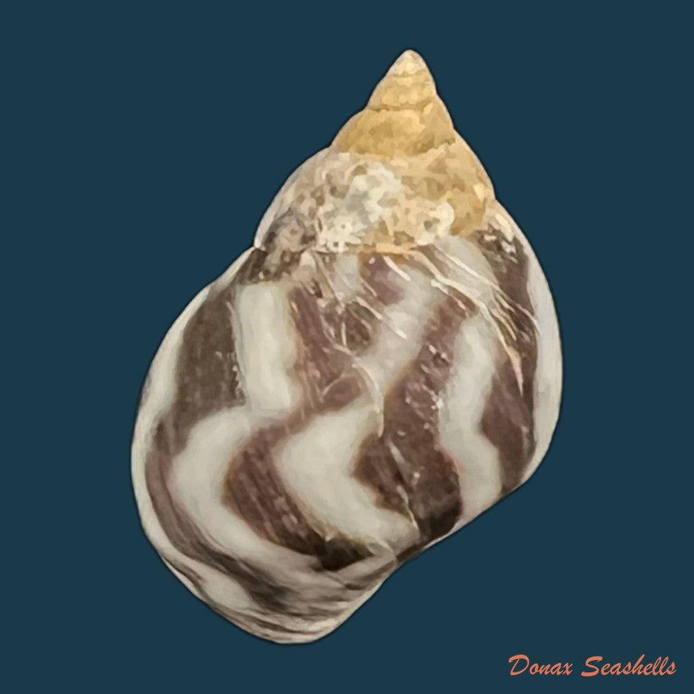 echinolittorina-peruviana-lamarck-1822-13-6mm-copia