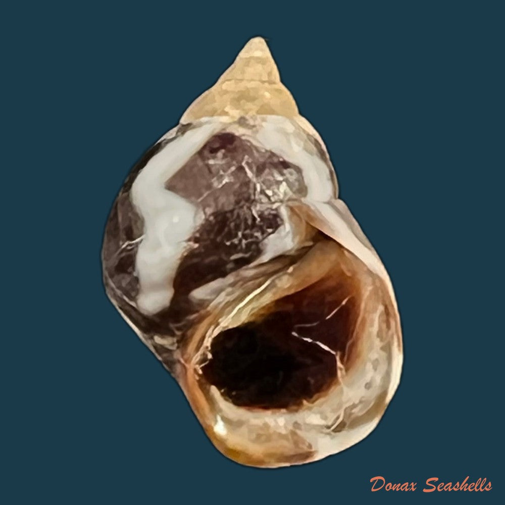 echinolittorina-peruviana-lamarck-1822-13-6mm-copia