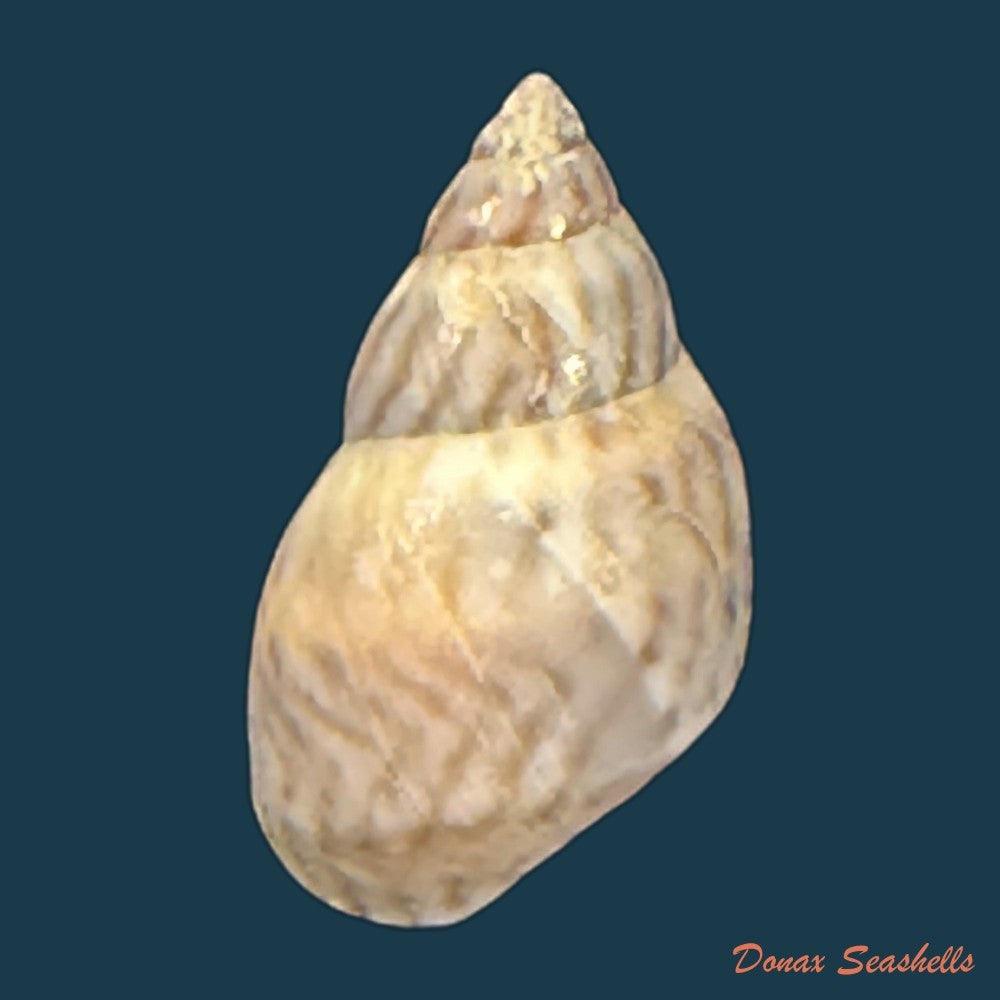 echinolittorina-peruviana-lamarck-1822-14-1mm-copia