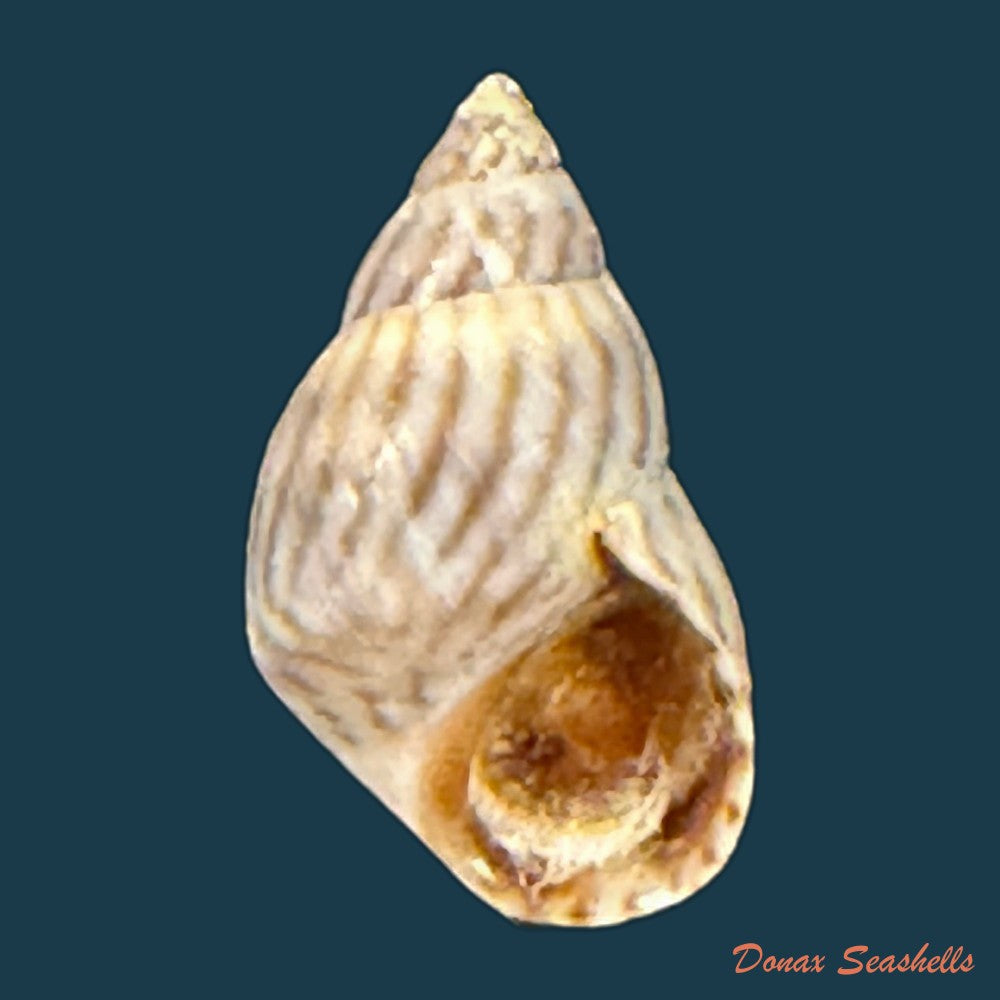 echinolittorina-peruviana-lamarck-1822-14-1mm-copia