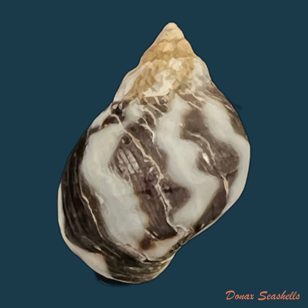 echinolittorina-peruviana-lamarck-1822-copia