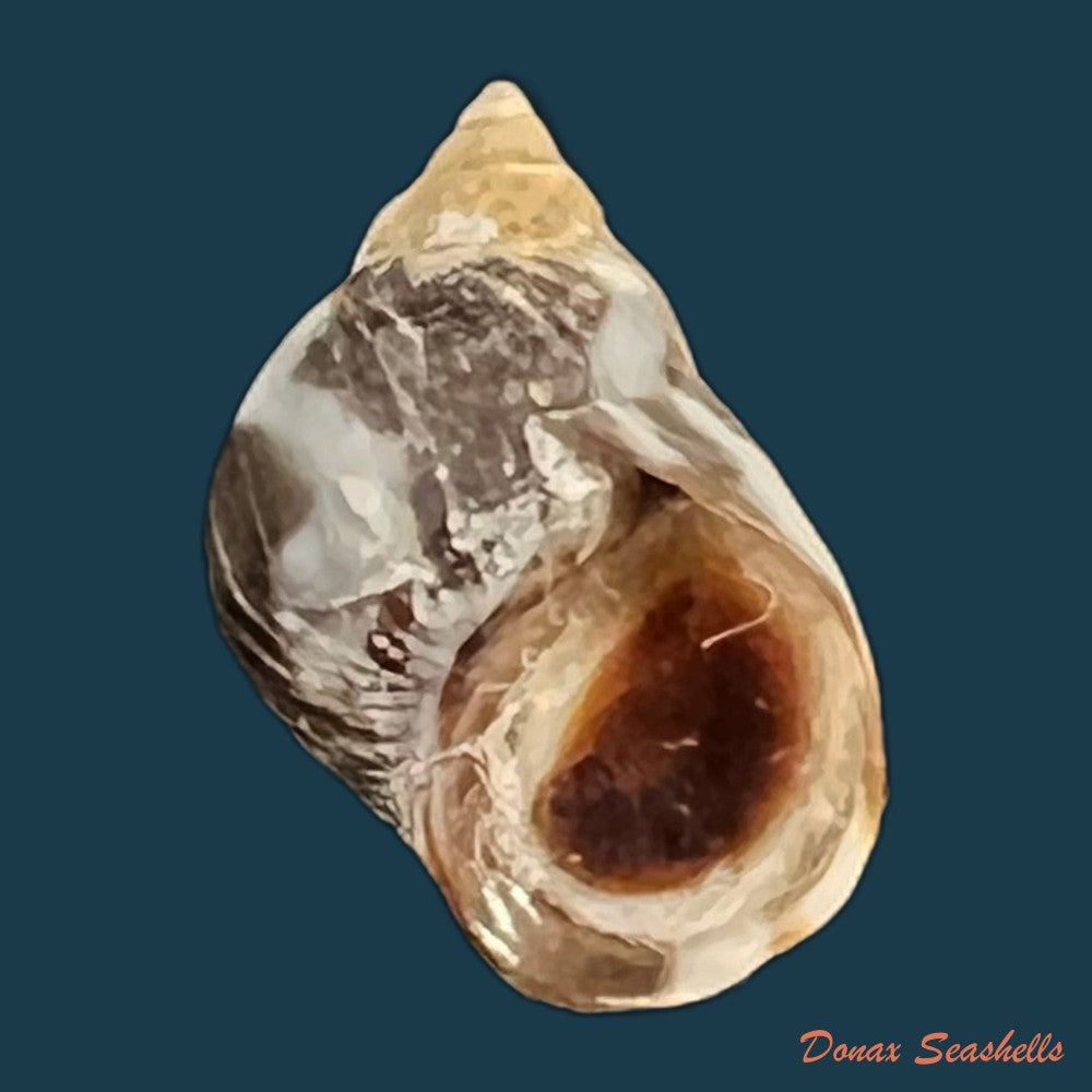 echinolittorina-peruviana-lamarck-1822-copia
