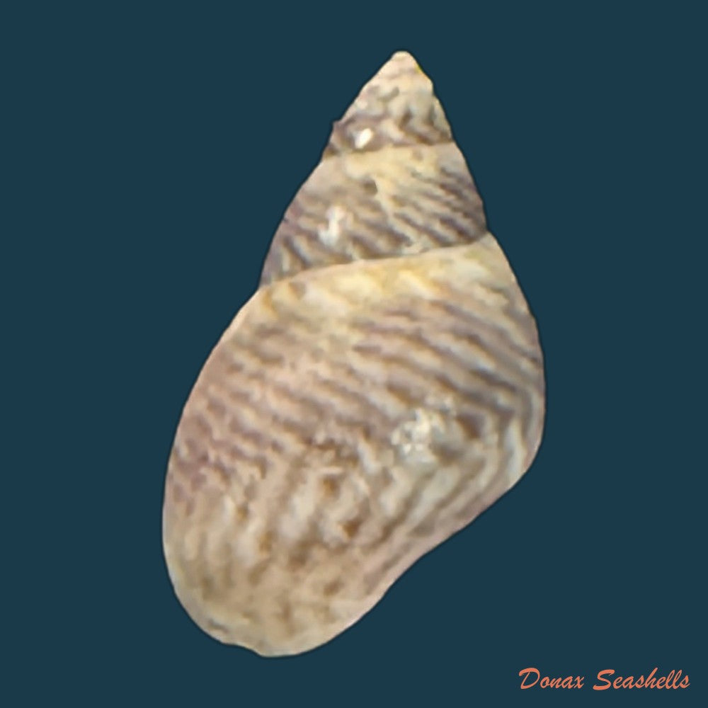 echinolittorina-ziczac-gmelin-1791-12-4mm-copia