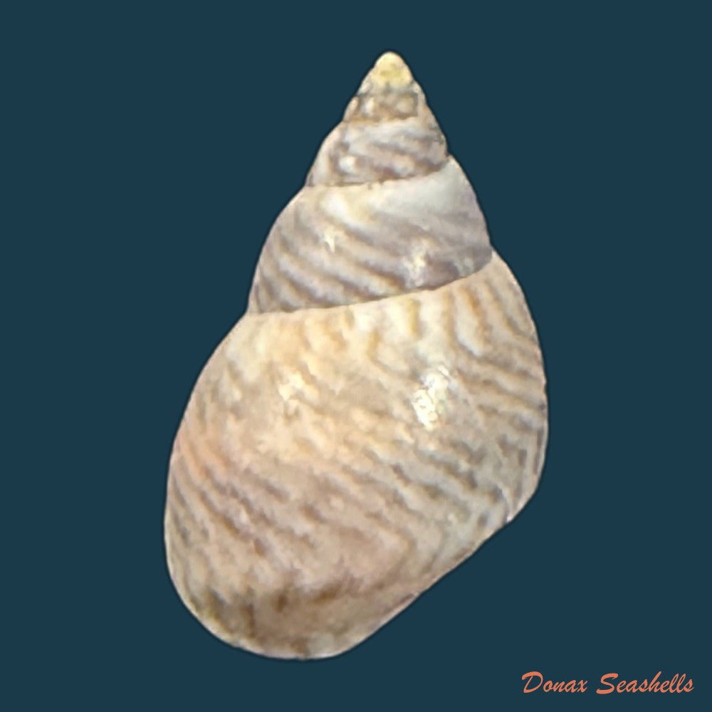 echinolittorina-ziczac-gmelin-1791-12-6mm-copia