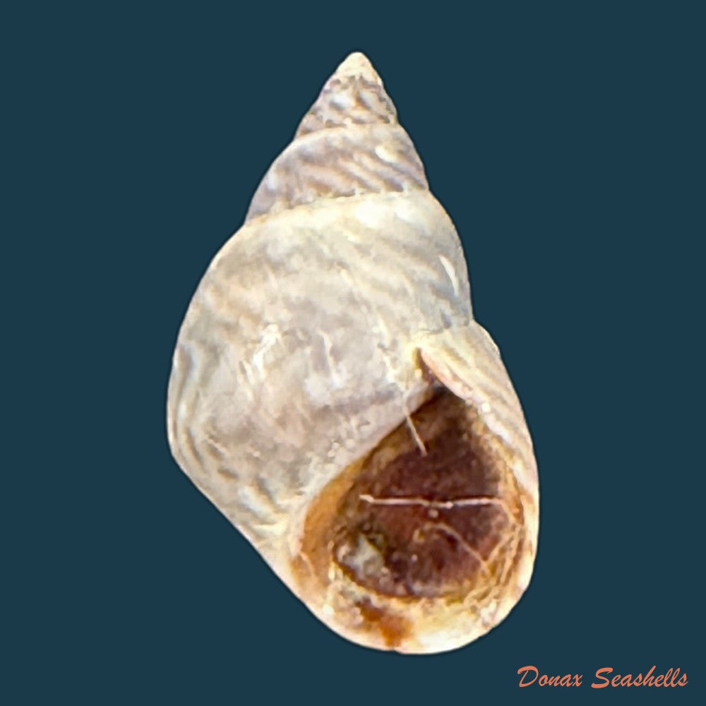 echinolittorina-ziczac-gmelin-1791-12-6mm-copia