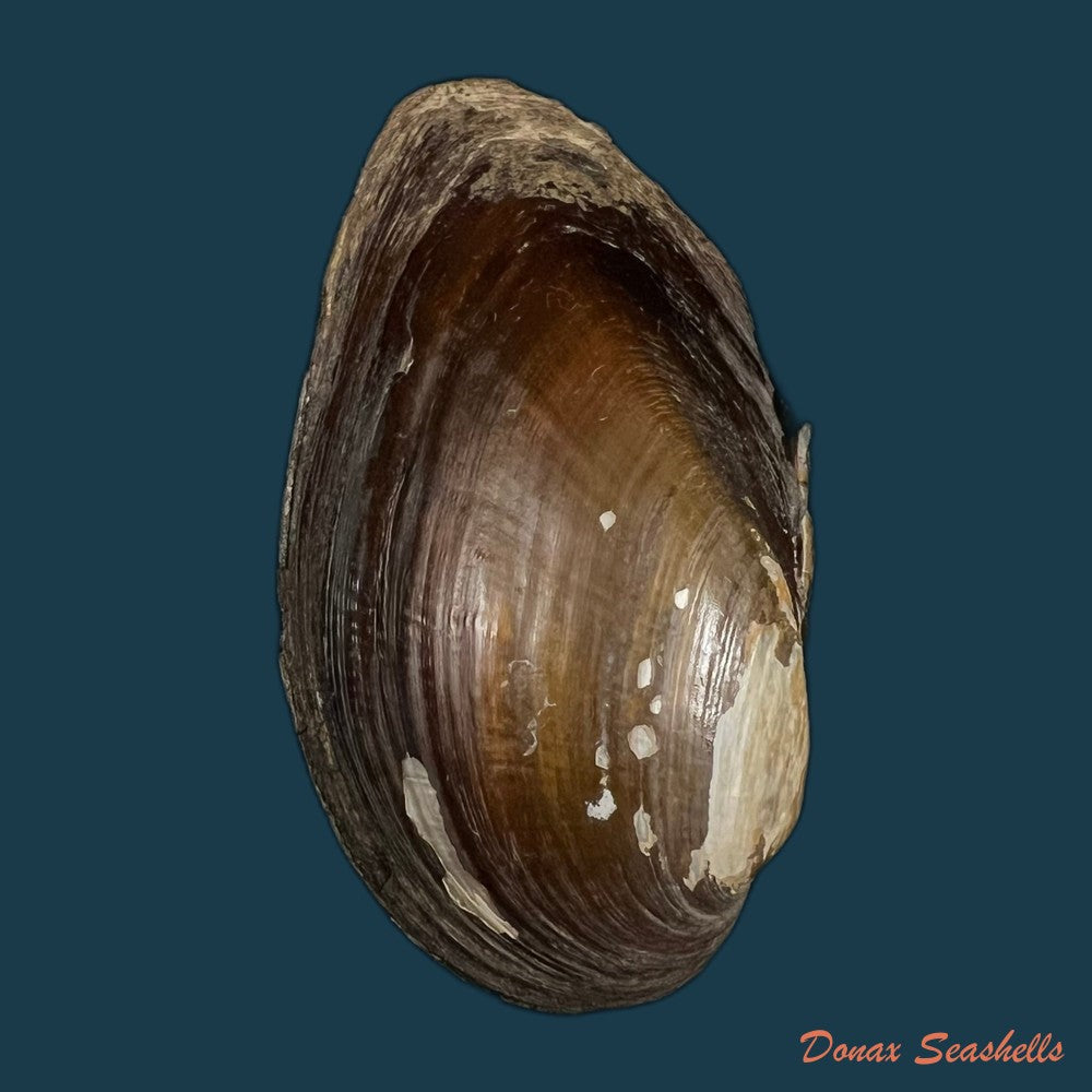 elliptio-jayensis-i-lea-1838-46-6mm-copia-1
