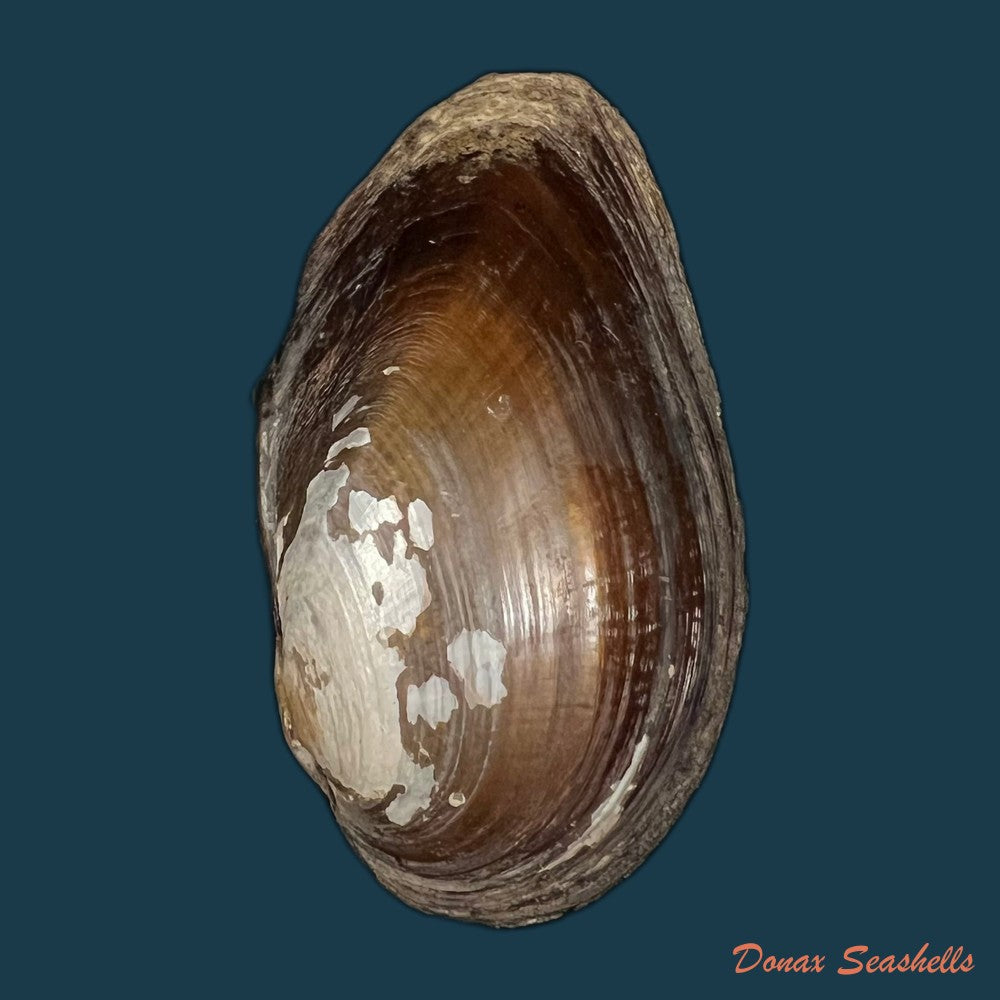 elliptio-jayensis-i-lea-1838-46-6mm-copia-1