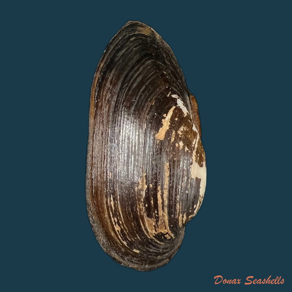 elliptio-jayensis-i-lea-1838-46-6mm-copia