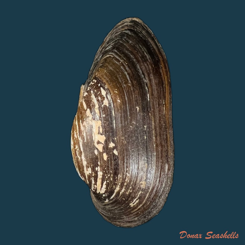 elliptio-jayensis-i-lea-1838-46-6mm-copia