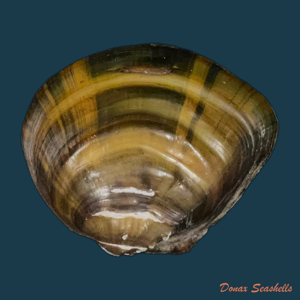 elliptio-jayensis-i-lea-1838-54-8mm-copia-1