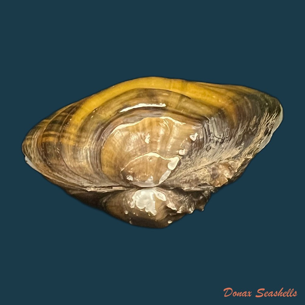 elliptio-jayensis-i-lea-1838-54-8mm-copia-1
