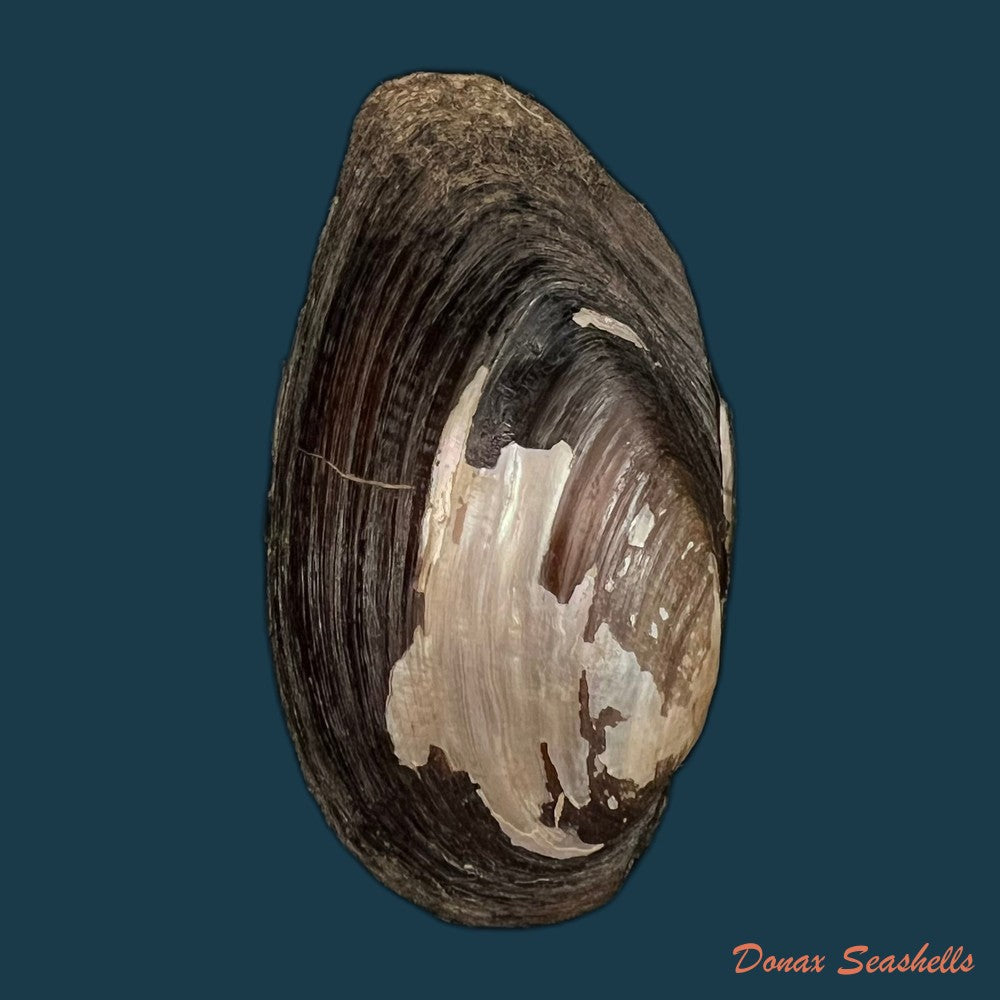 elliptio-jayensis-i-lea-1838-56-5mm-copia