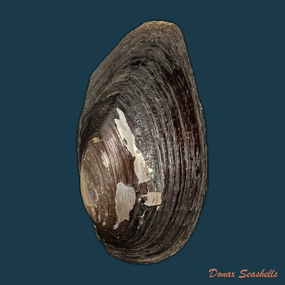 elliptio-jayensis-i-lea-1838-56-5mm-copia