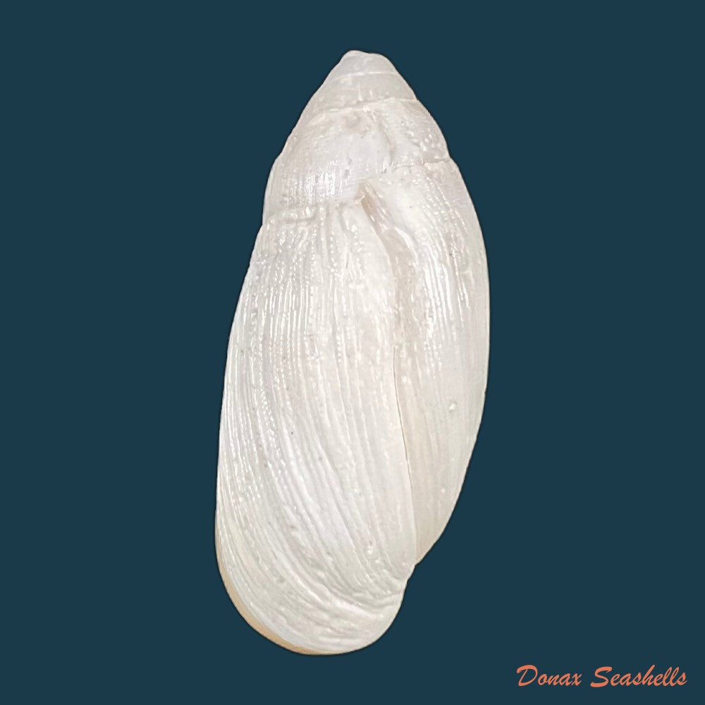 ellobium-aurisjudae-linnaeus-1758-51-9mm-copia