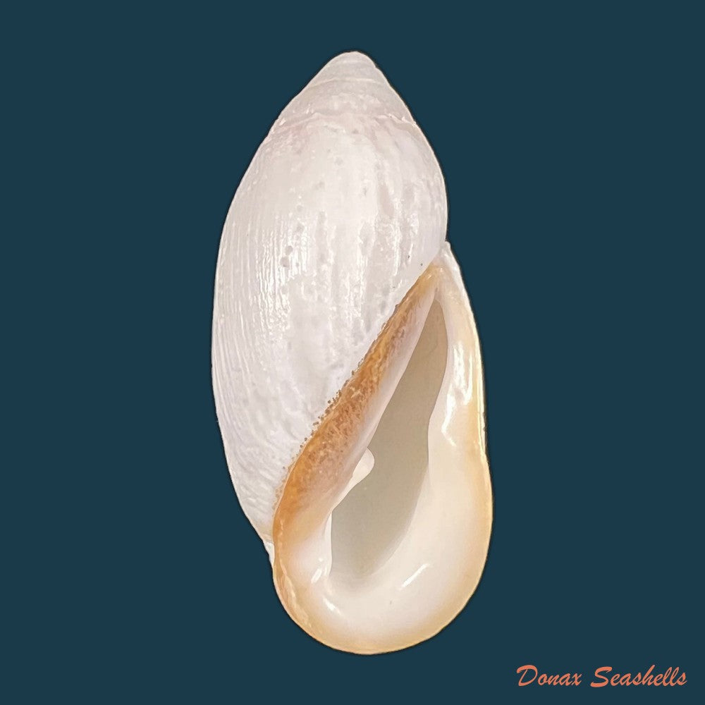 ellobium-aurisjudae-linnaeus-1758-51-9mm-copia