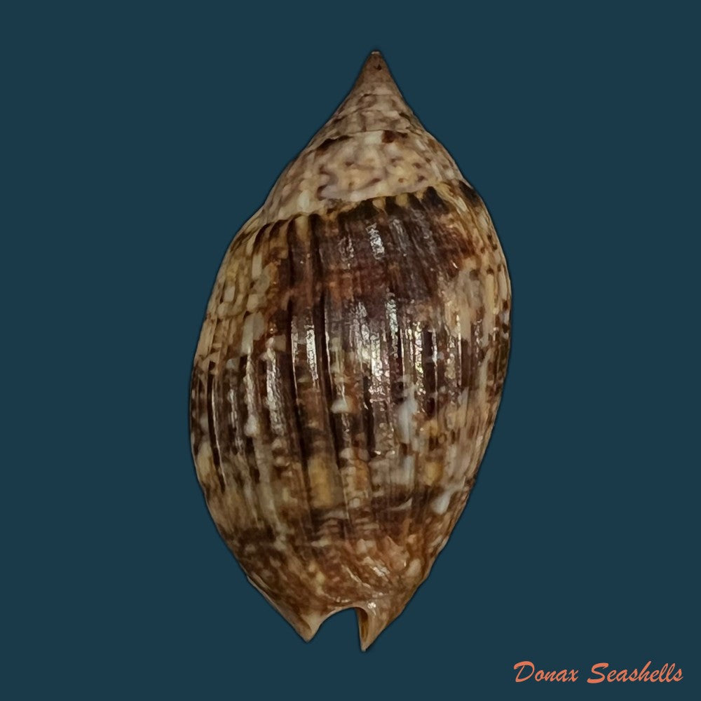 enaeta-barnesii-gray-1825-32-3mm-copia