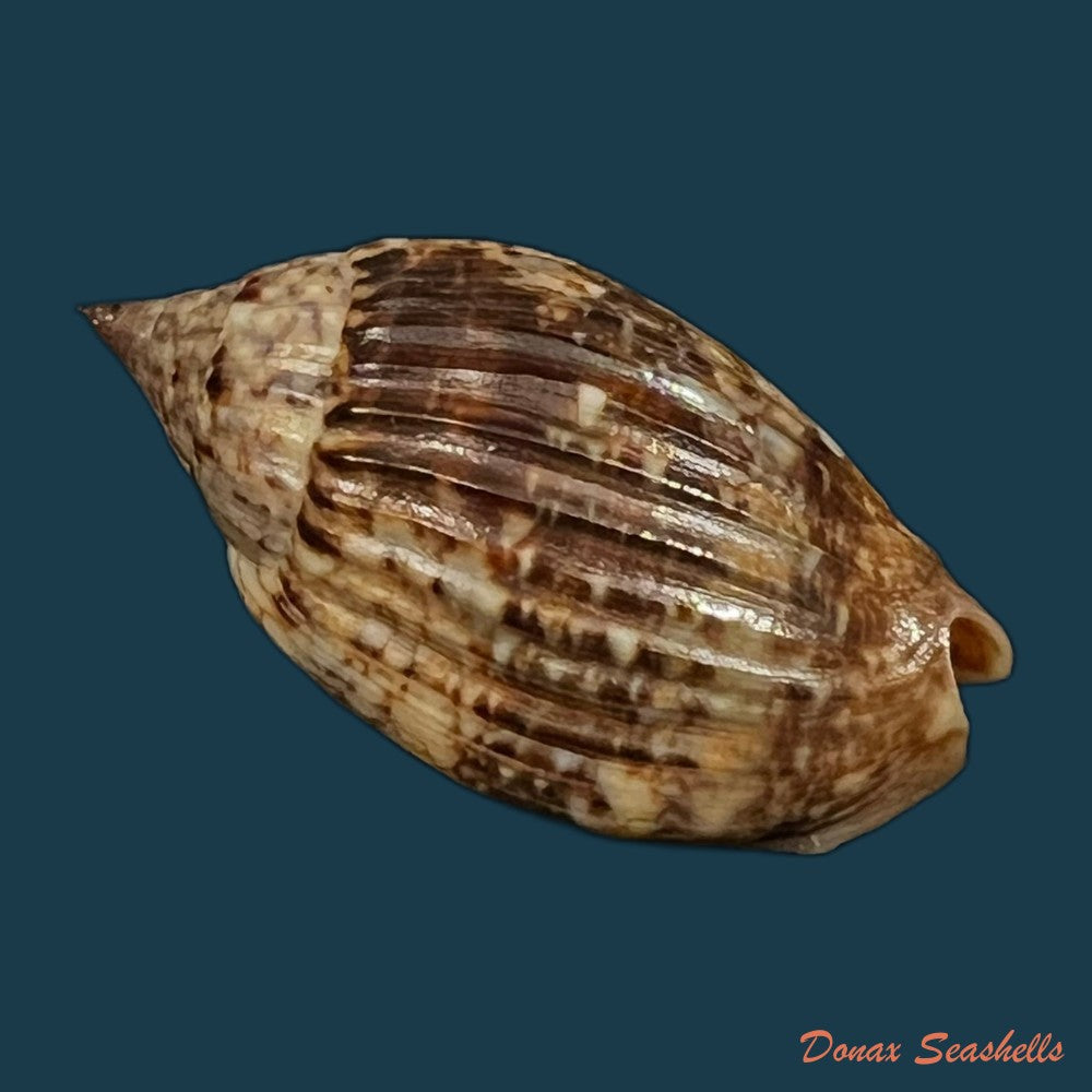 enaeta-barnesii-gray-1825-32-3mm-copia