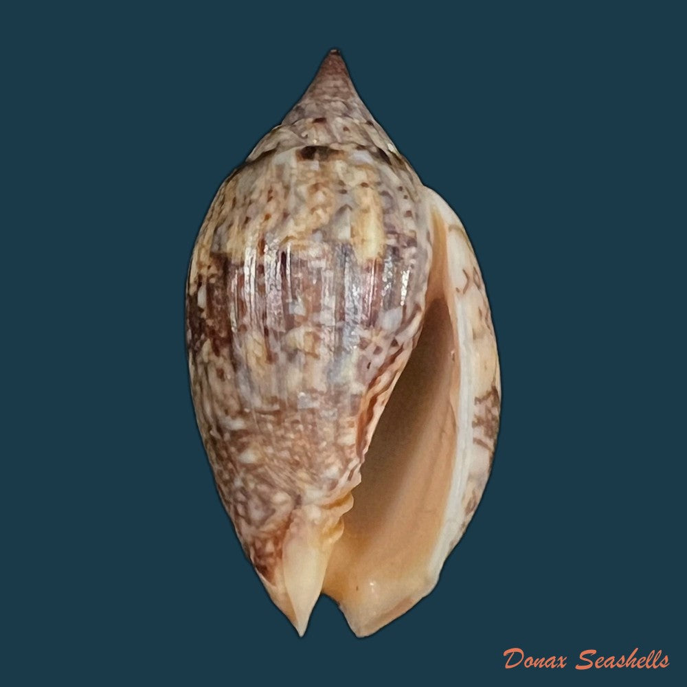 enaeta-barnesii-gray-1825-32-3mm-copia