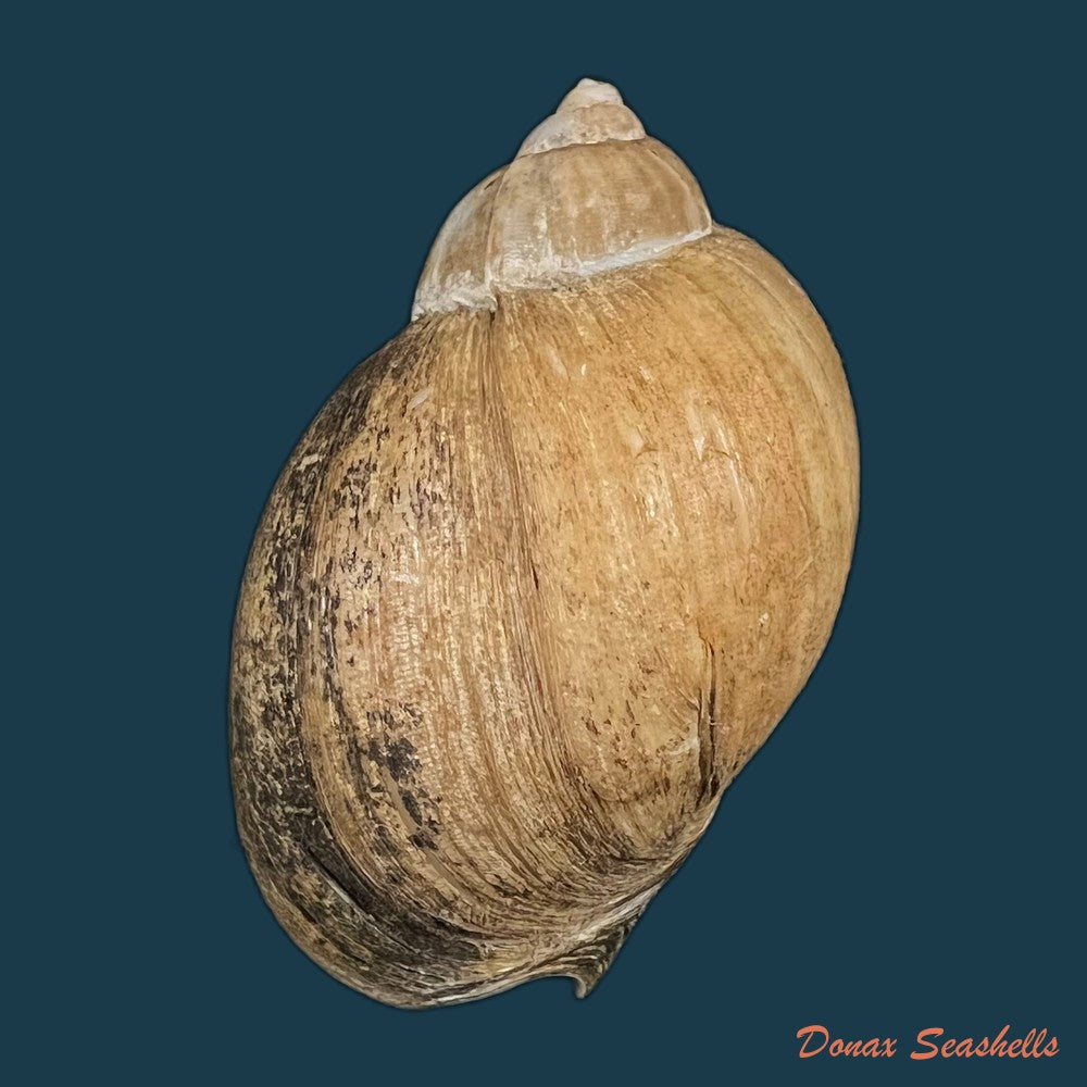engina-karinae-nowell-usticke-1959-18-3mm-copia