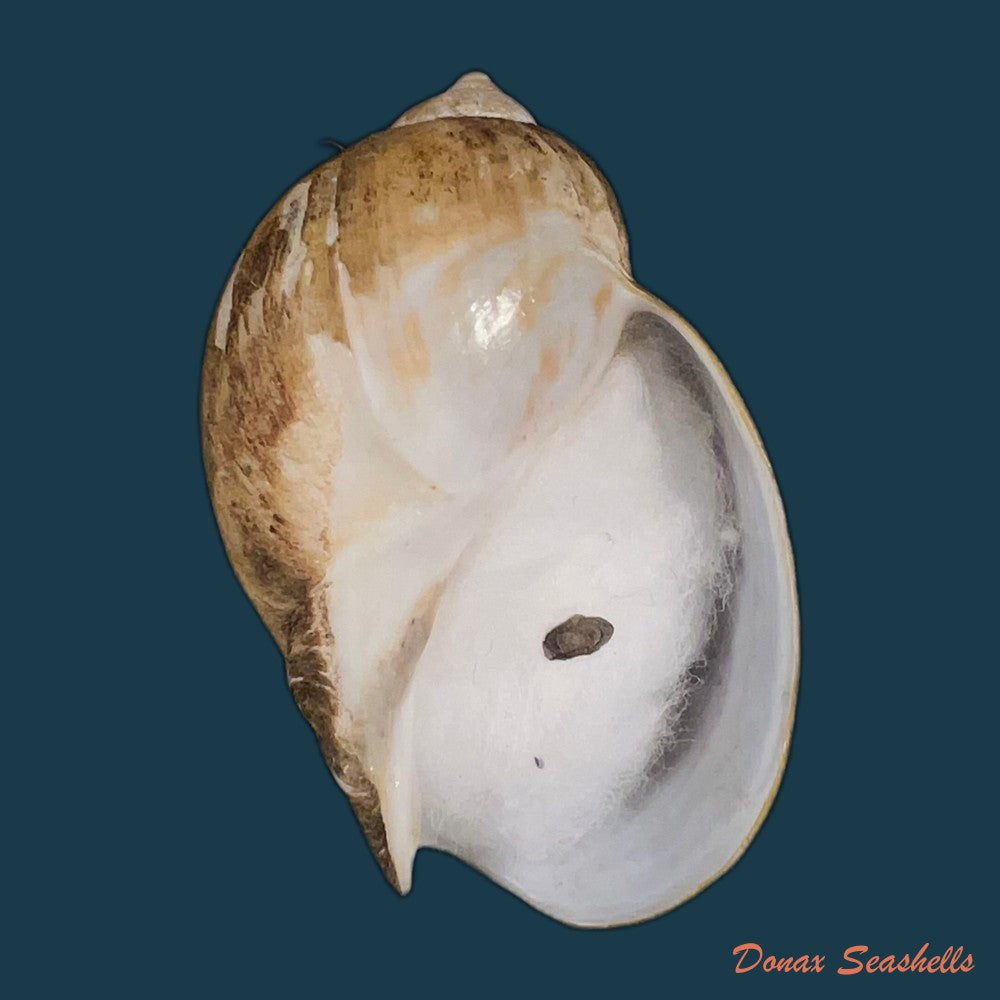 engina-karinae-nowell-usticke-1959-18-3mm-copia