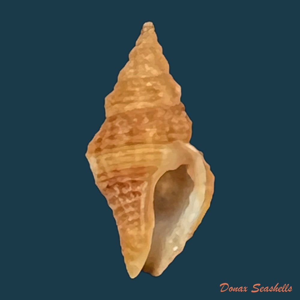 engina-lineata-reeve-1846-10-4mm-copia