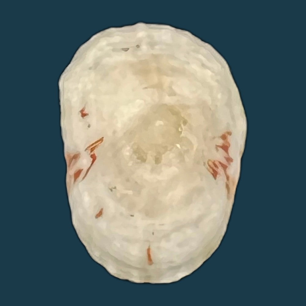 eoacmaea-pustulata-helbling-1779-17-3mm-copia