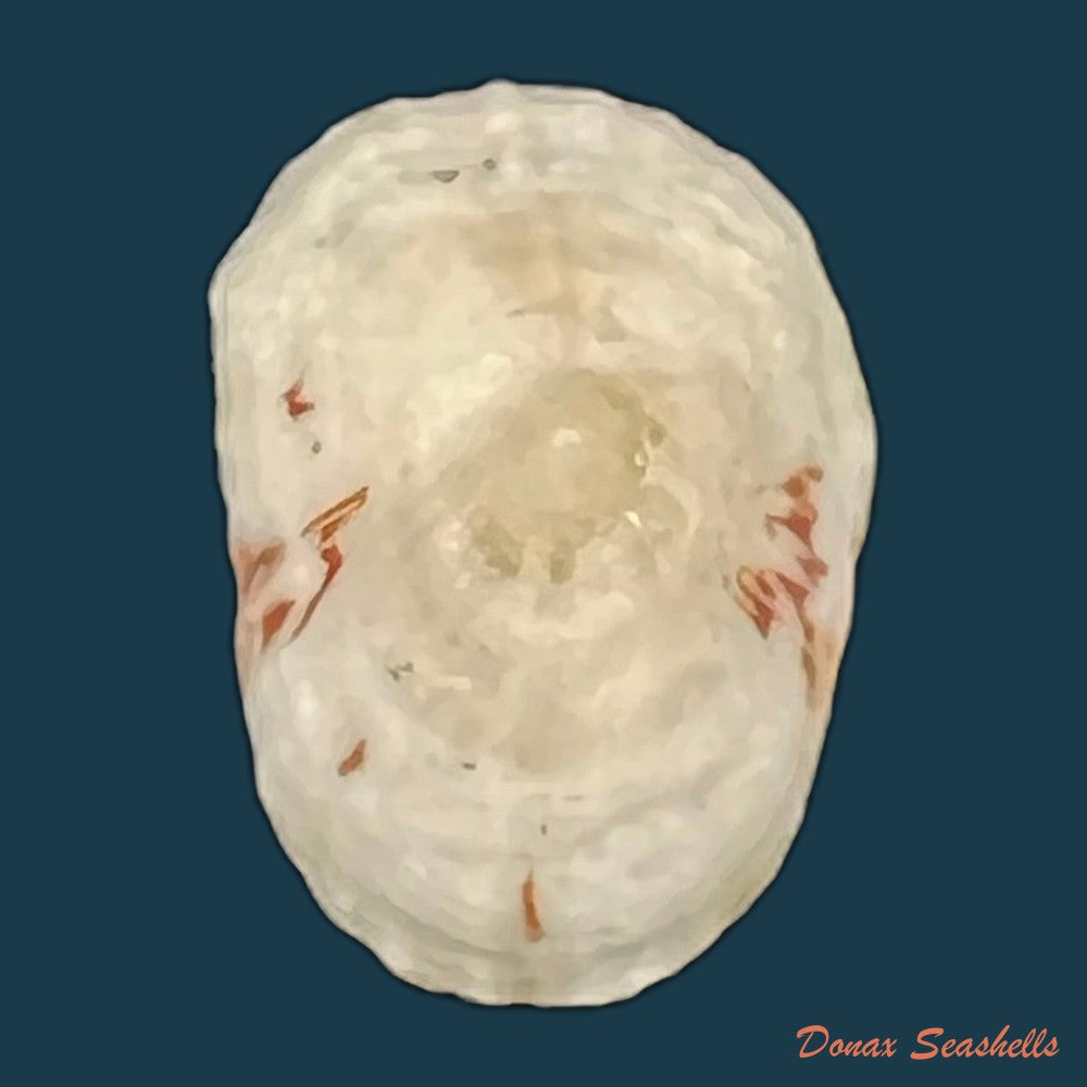eoacmaea-pustulata-helbling-1779-17-3mm-copia